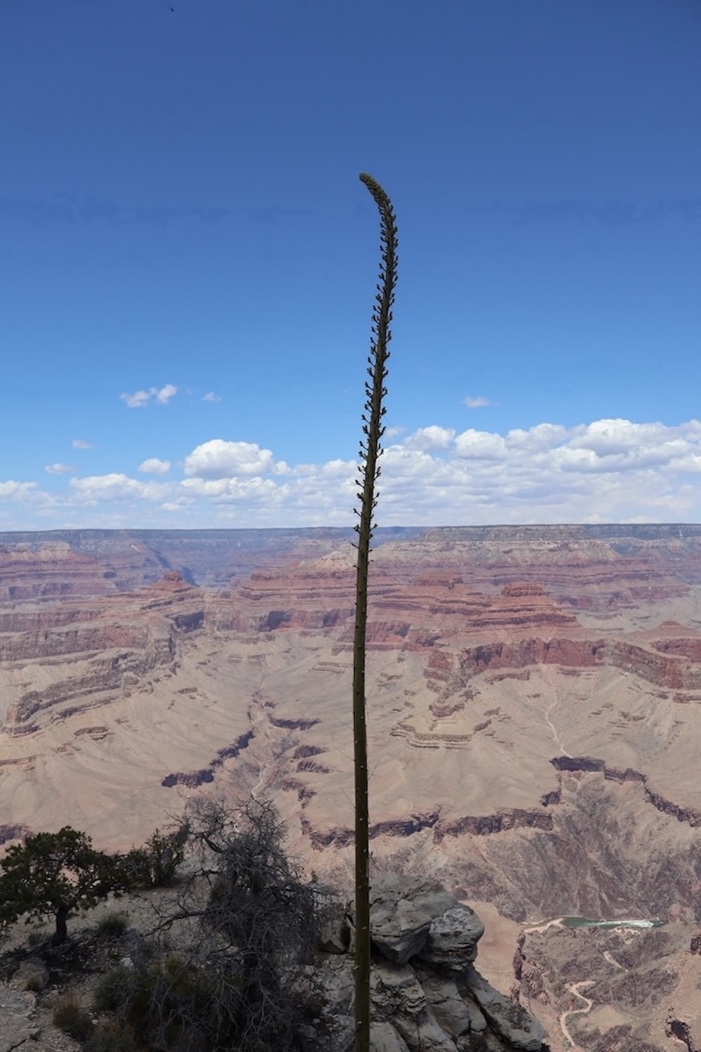 A plant growing on the Grand Canyon overlook