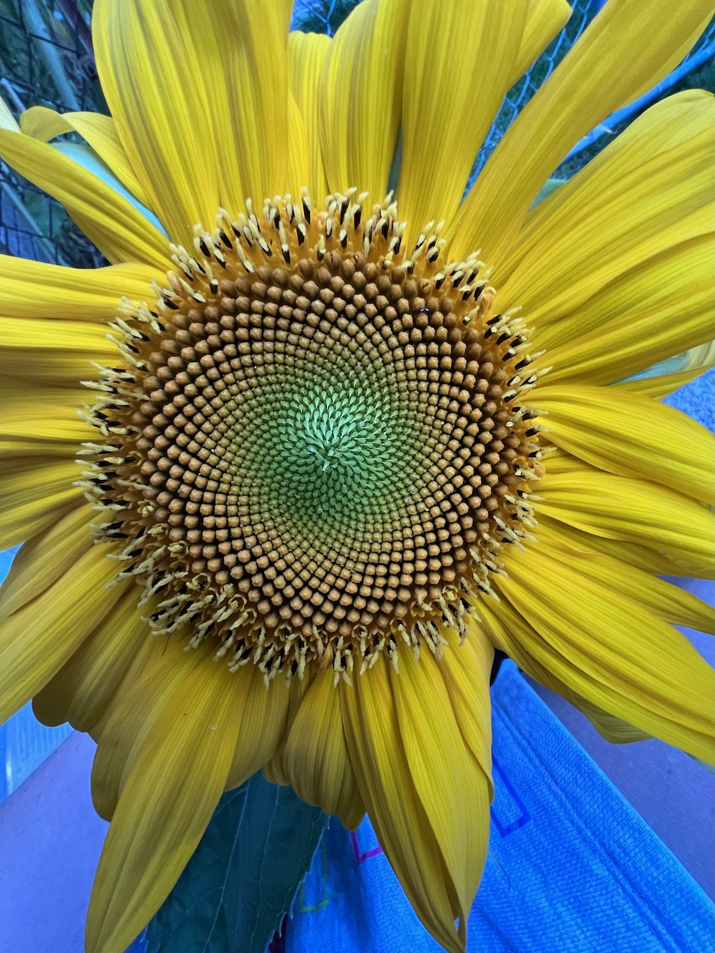 Close up of a Sunflower